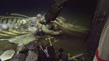Media type: image;   Invertebrate Zoology 153118 Description: live specimen;